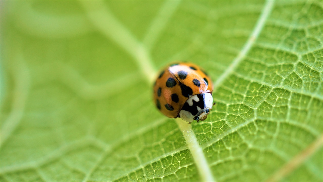The Importance of Bio-diversity in Sustainable Living